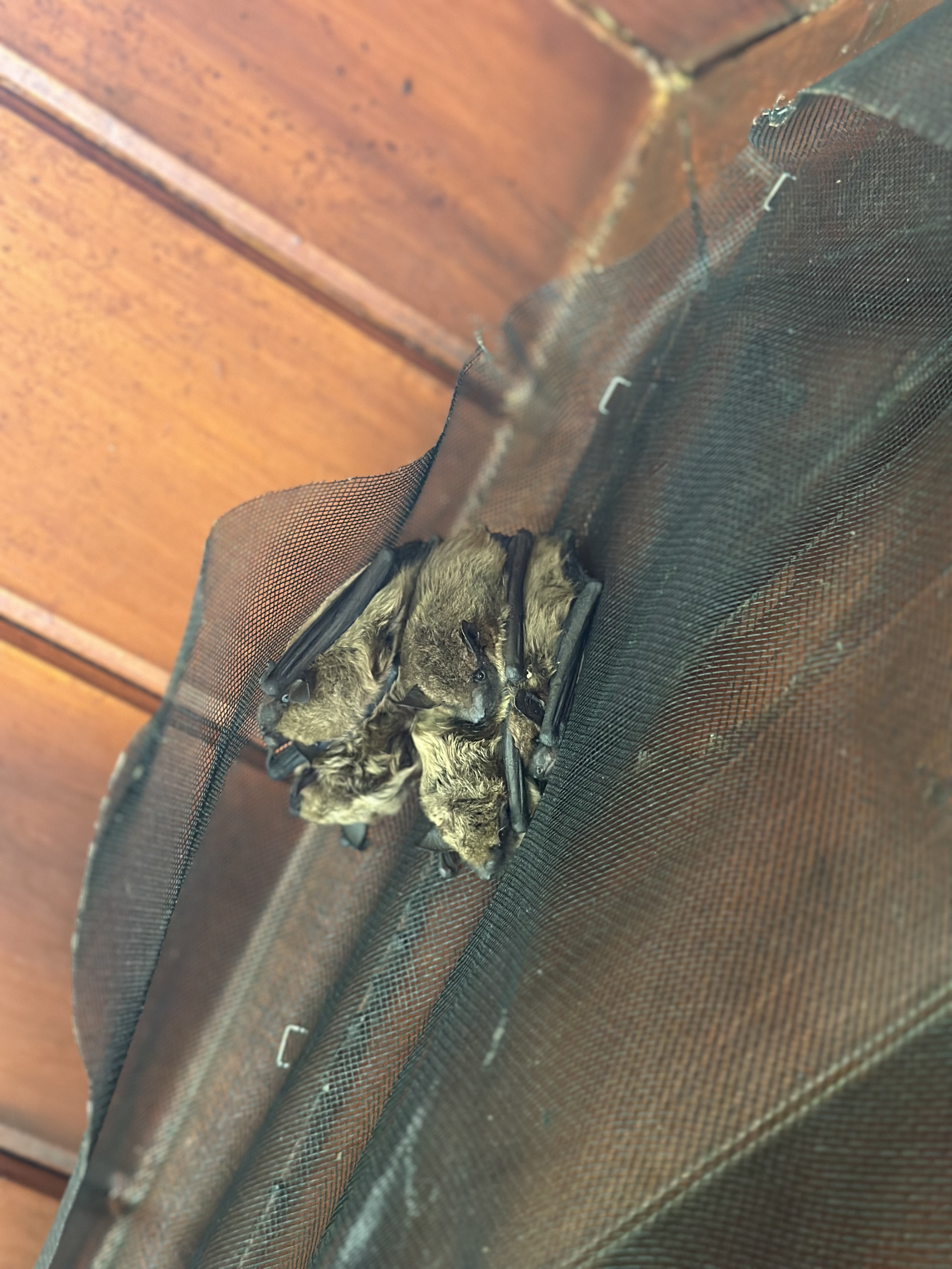 Rotten wood replacement